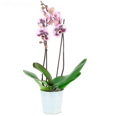 Орхидея в горшке "Нежно-розовая"