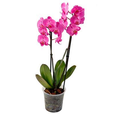 Орхидея в горшке "Ярко-розовая"